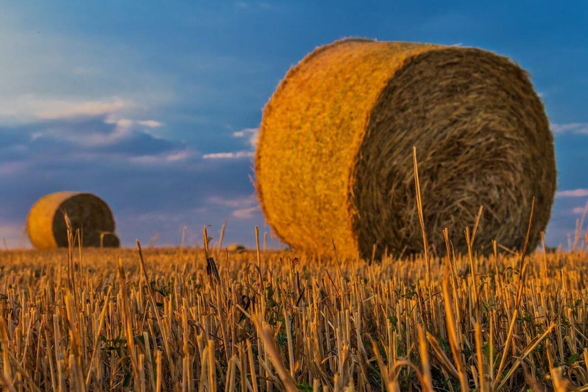 Dopłaty unijne dla rolników- co warto wiedzieć?